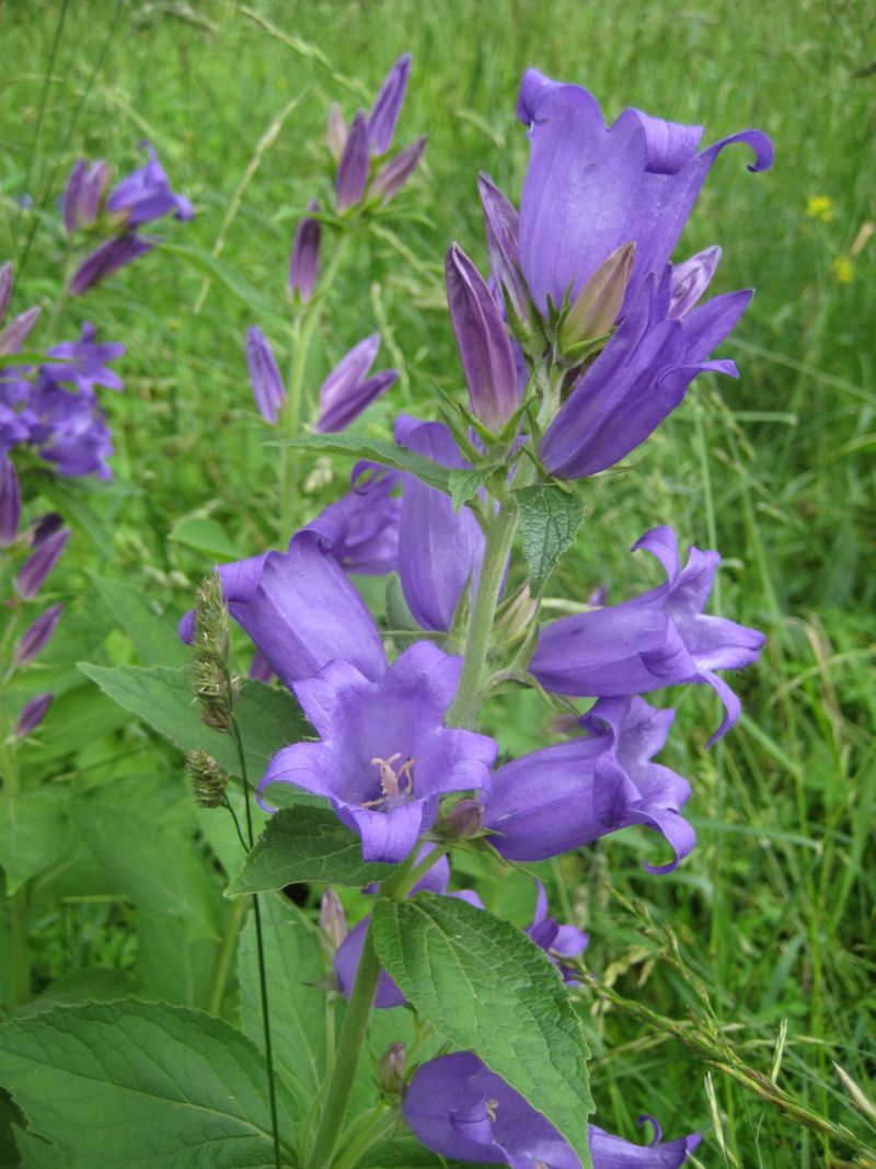 Image of Campanula latifolia specimen.