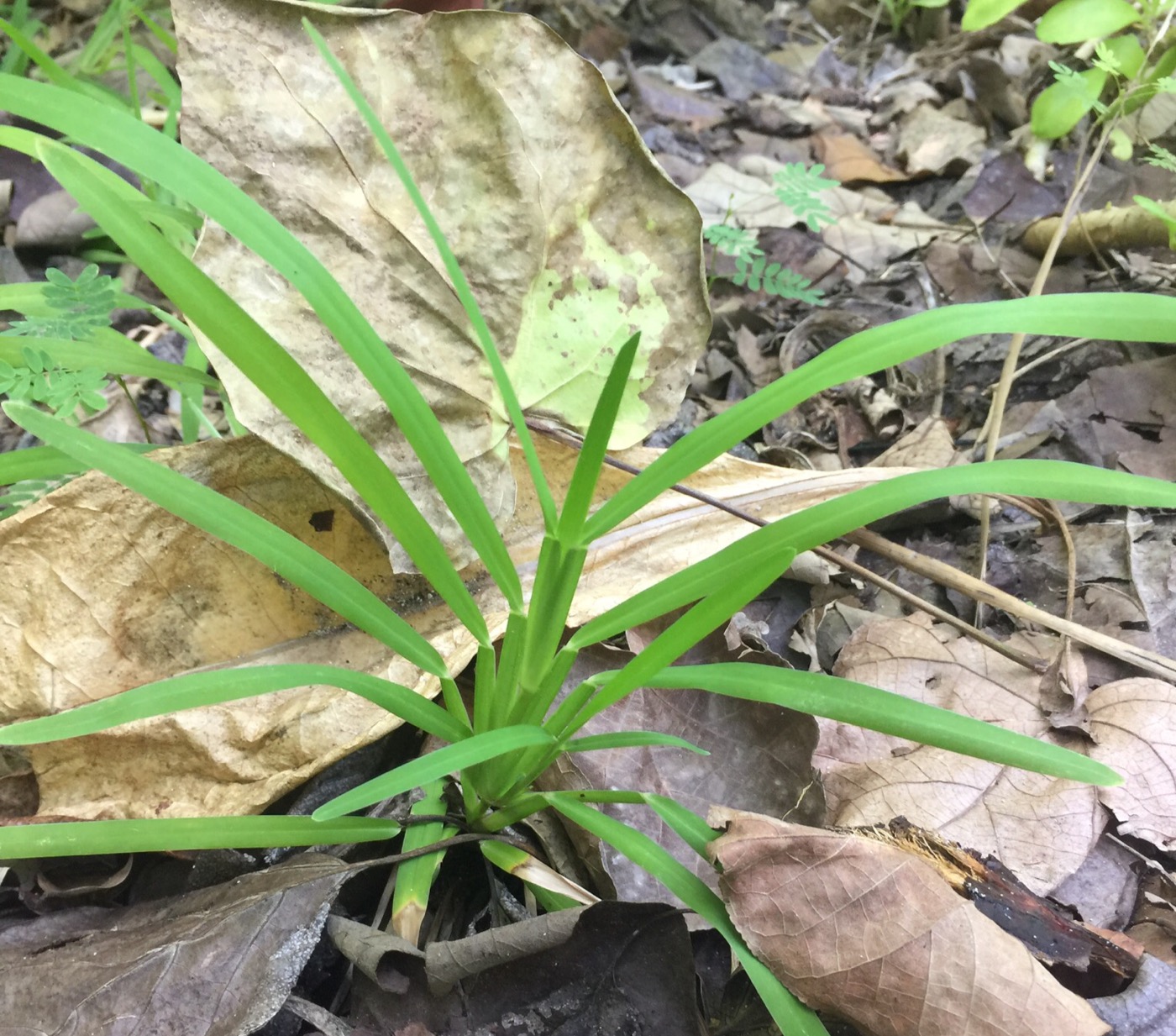 Image of familia Poaceae specimen.