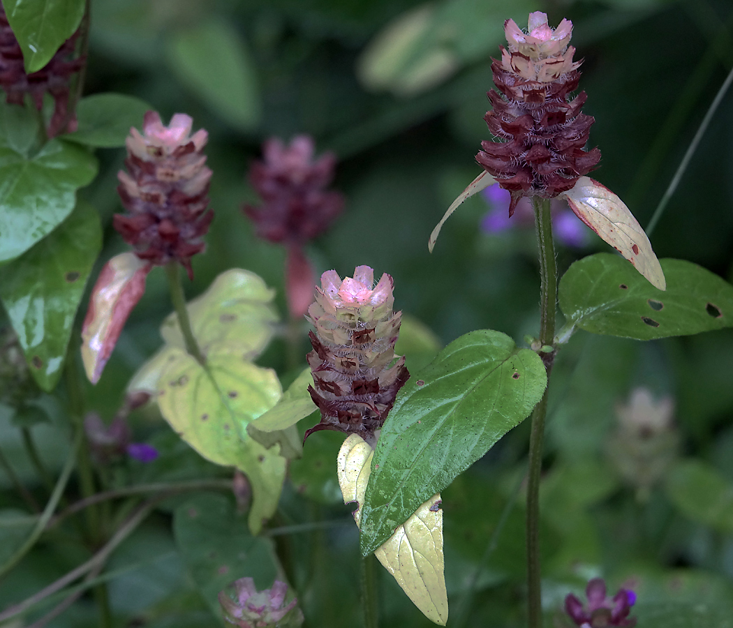 Image of Prunella vulgaris specimen.