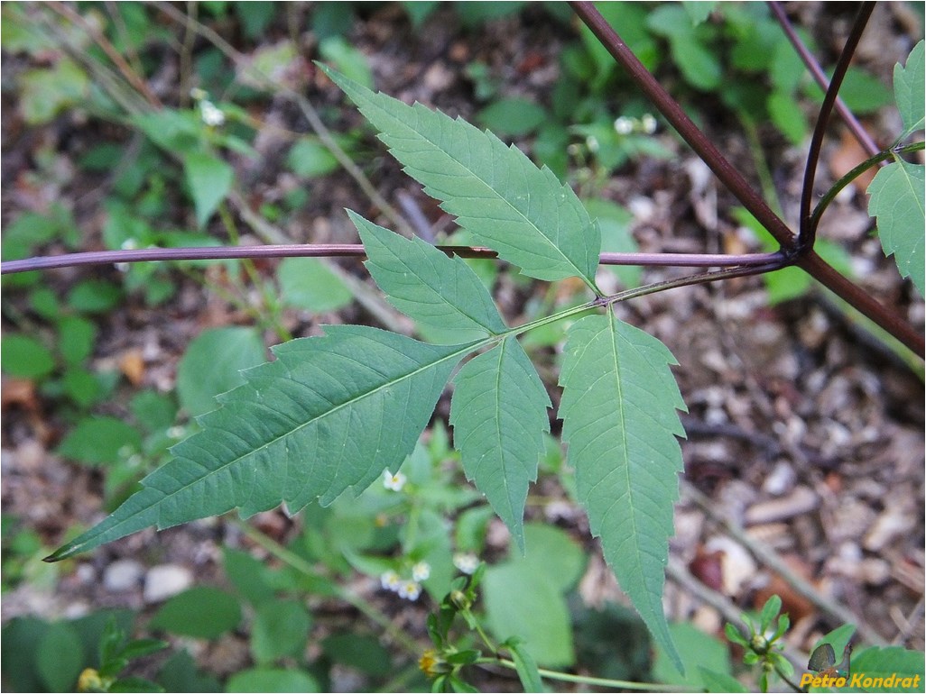 Изображение особи Bidens frondosa.