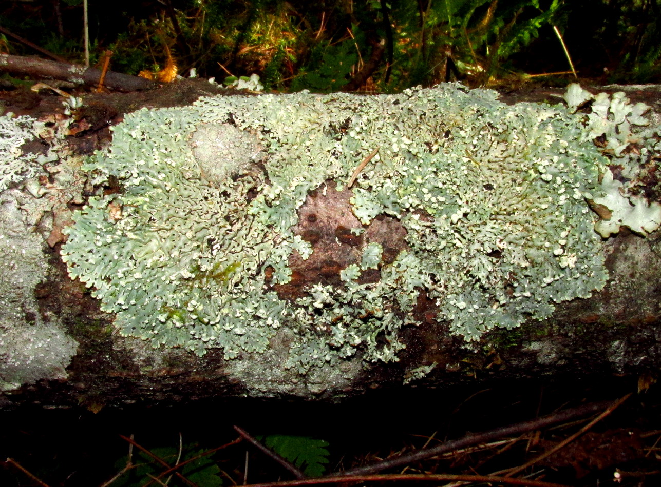 Image of Menegazzia pertusa specimen.