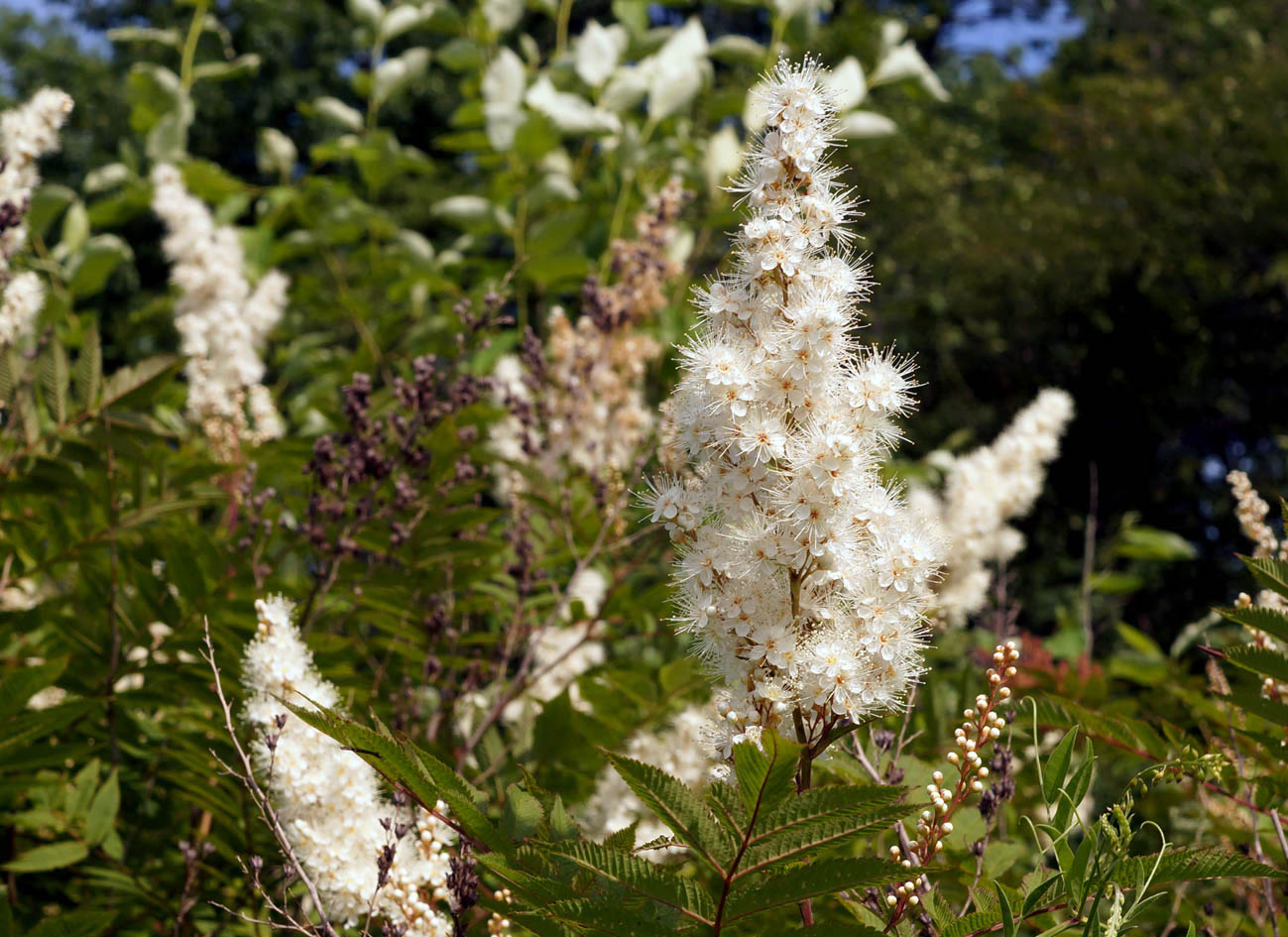 Image of Sorbaria sorbifolia specimen.