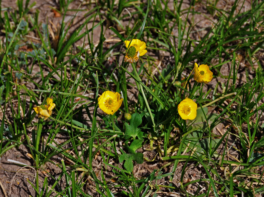 Image of genus Ranunculus specimen.