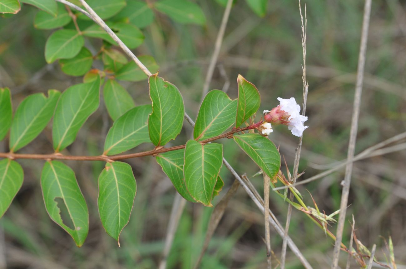 Image of Lagerstroemia indica specimen.