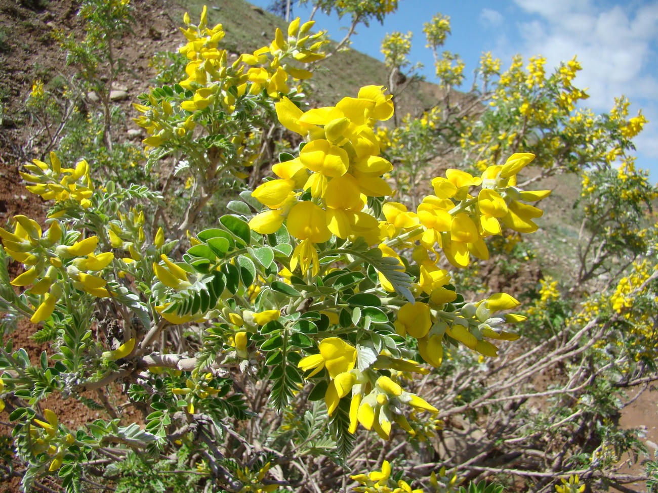 Image of Keyserlingia griffithii specimen.