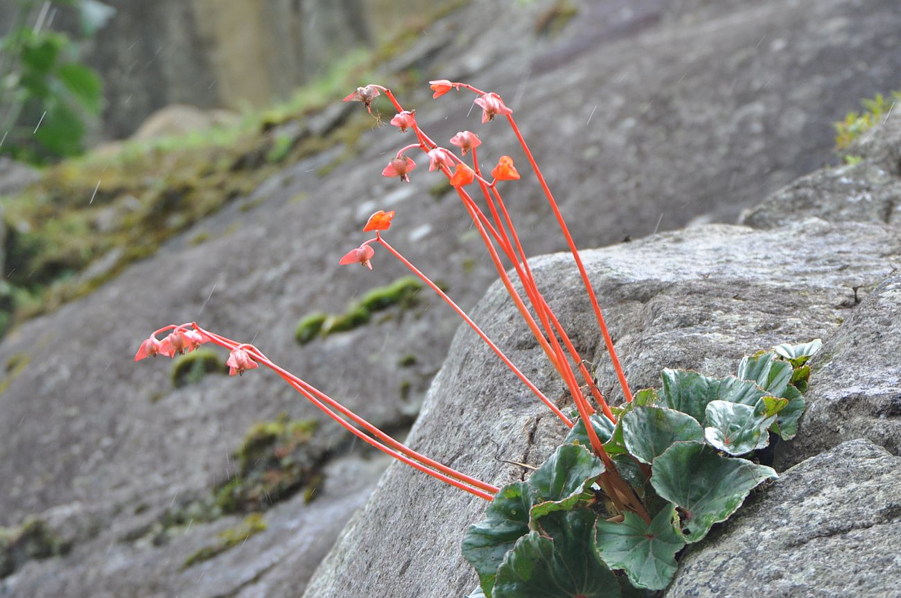 Изображение особи Begonia veitchii.