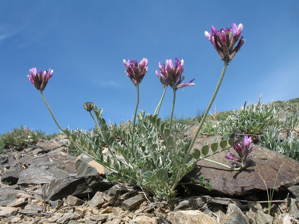 Изображение особи Astragalus petraeus.