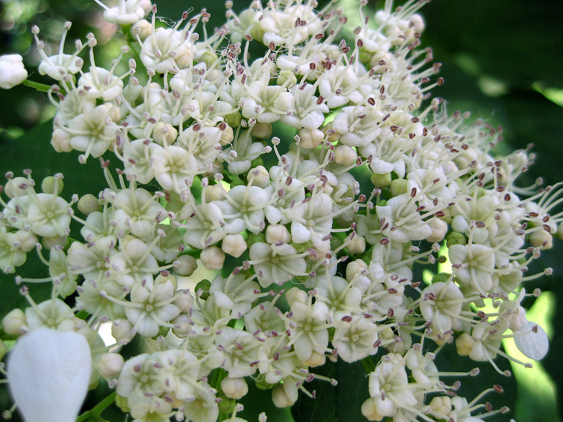 Image of Viburnum opulus specimen.