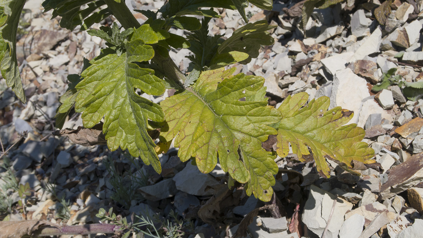 Image of Senecio grandidentatus specimen.