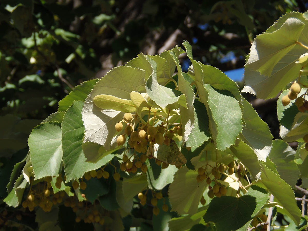 Image of genus Tilia specimen.