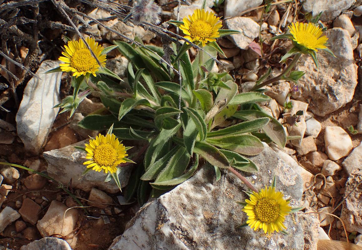 Image of Pallenis spinosa specimen.