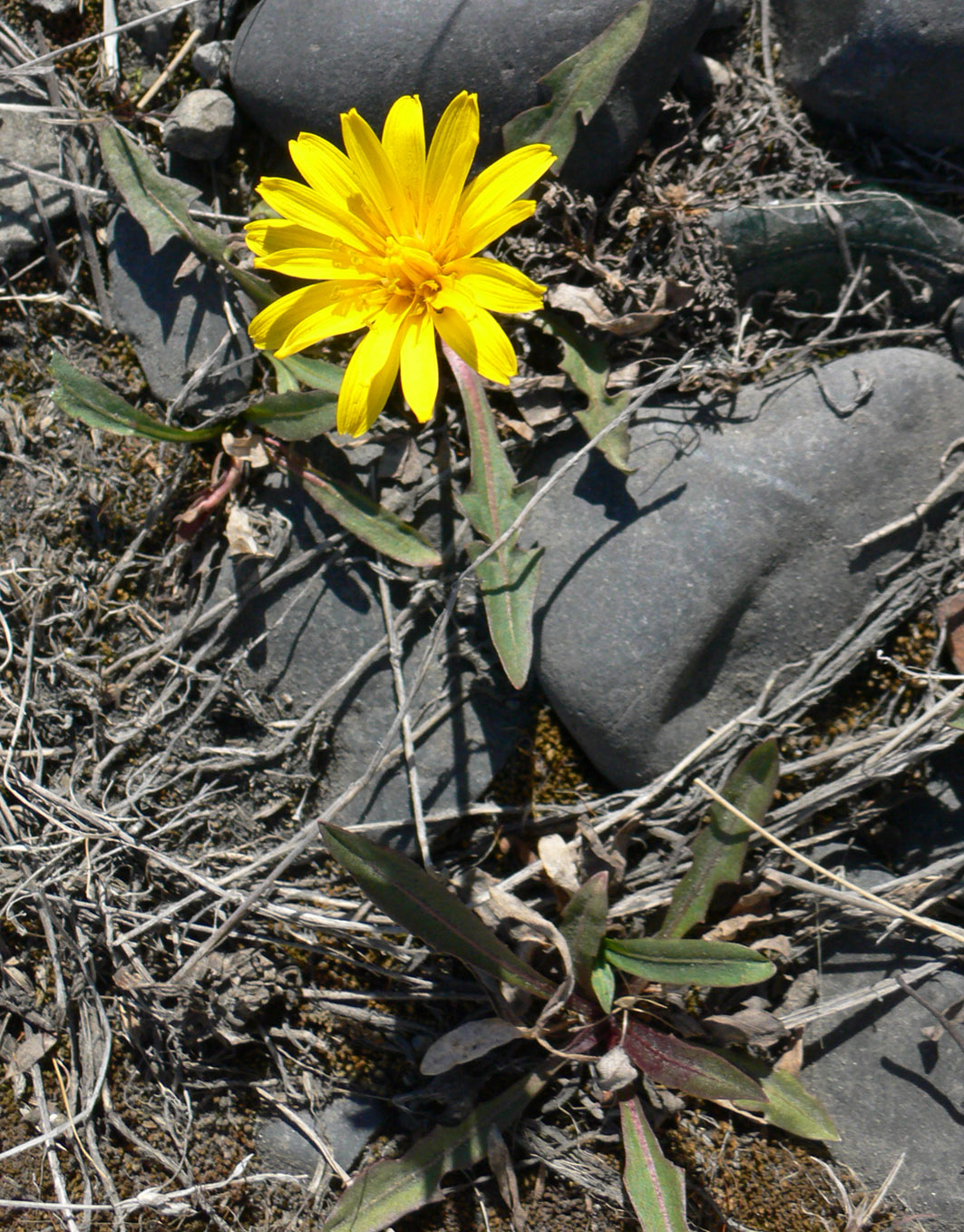 Image of genus Taraxacum specimen.