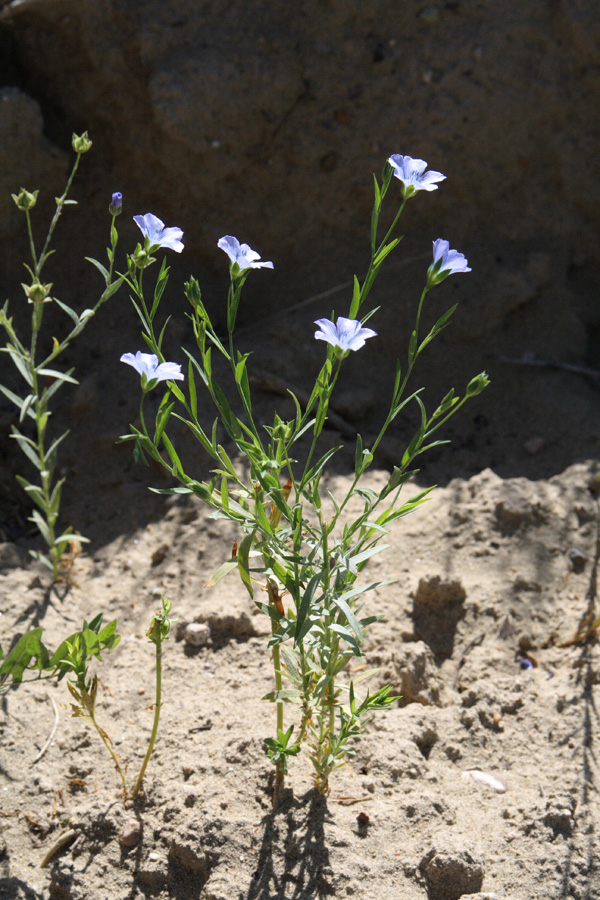 Image of Linum humile specimen.