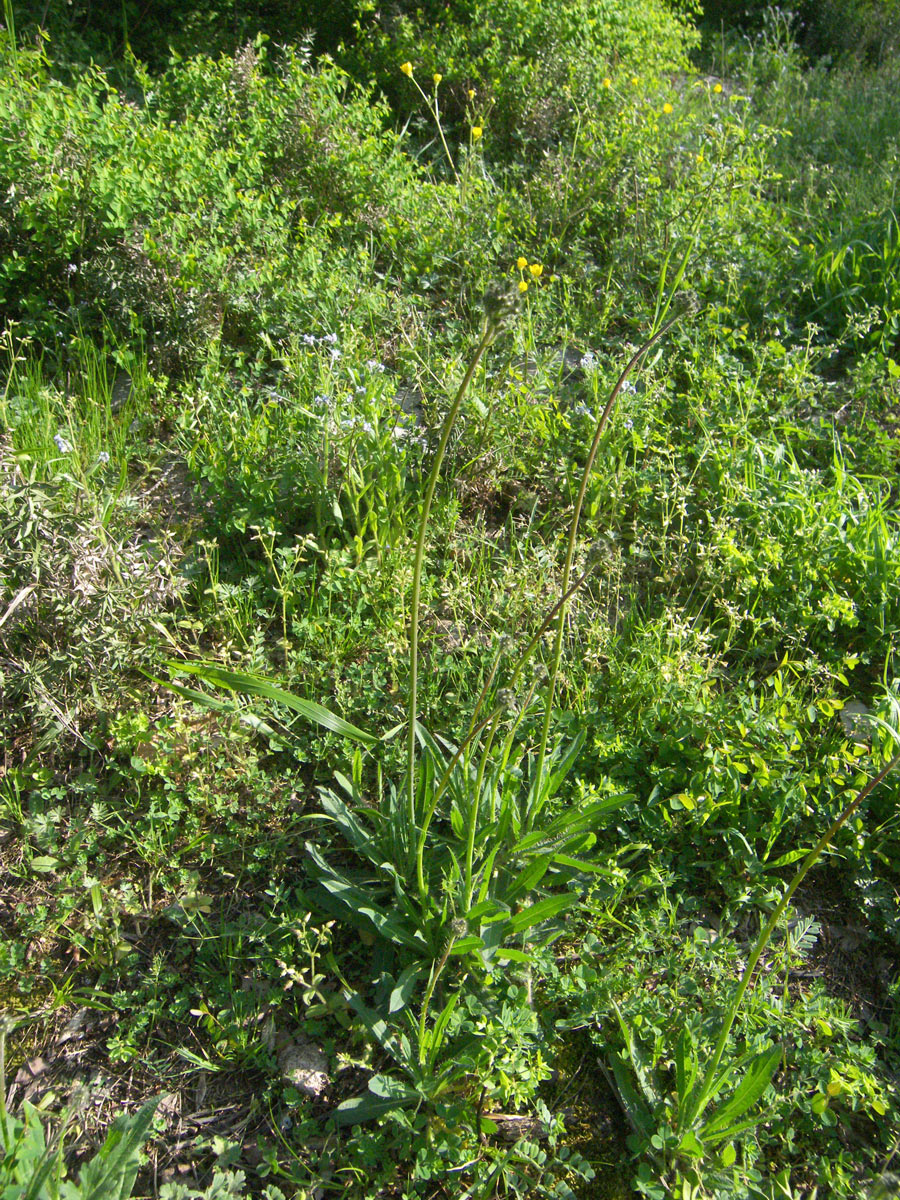 Image of Pilosella bauhini specimen.