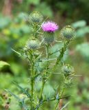 Cirsium vulgare