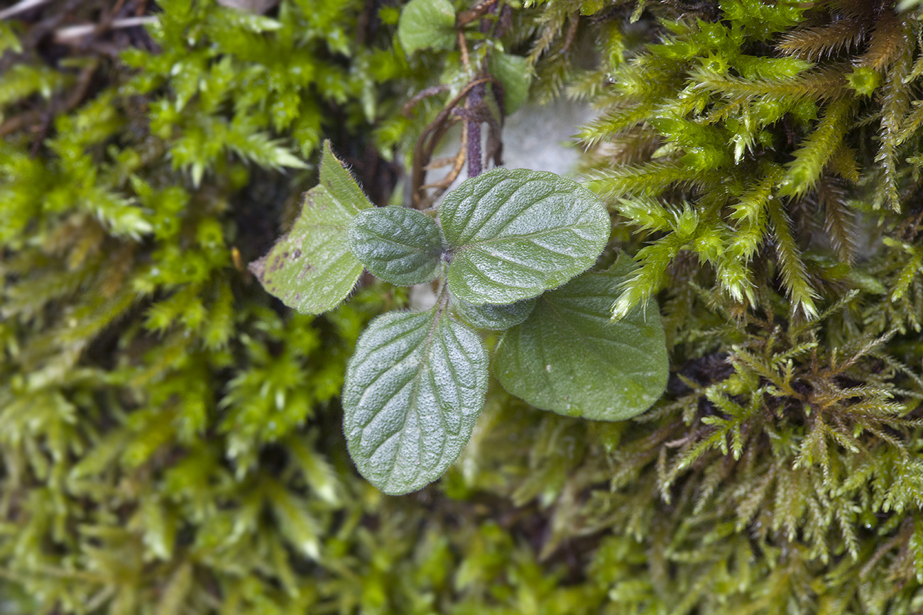 Image of Clinopodium caucasicum specimen.