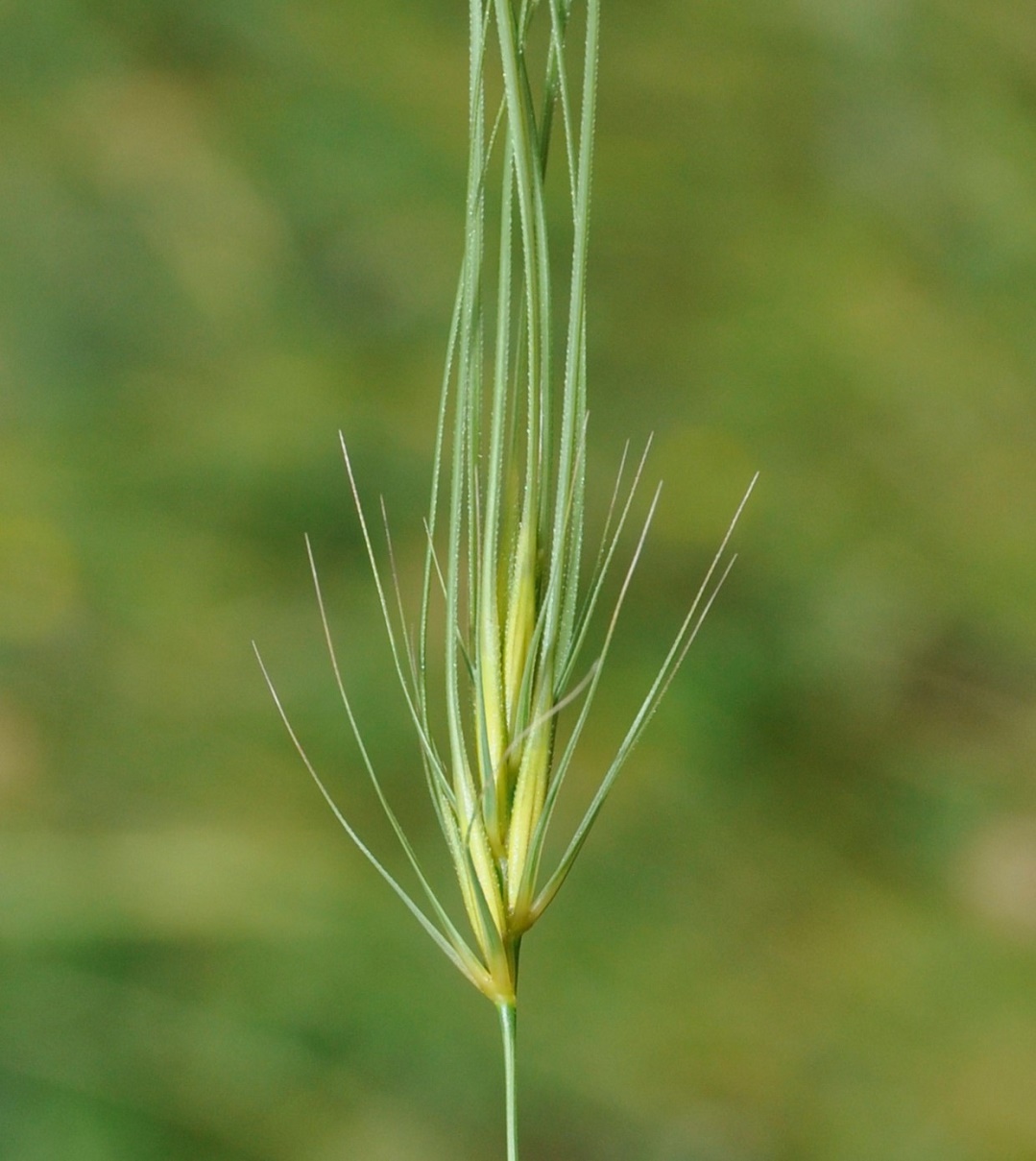 Изображение особи Taeniatherum asperum.