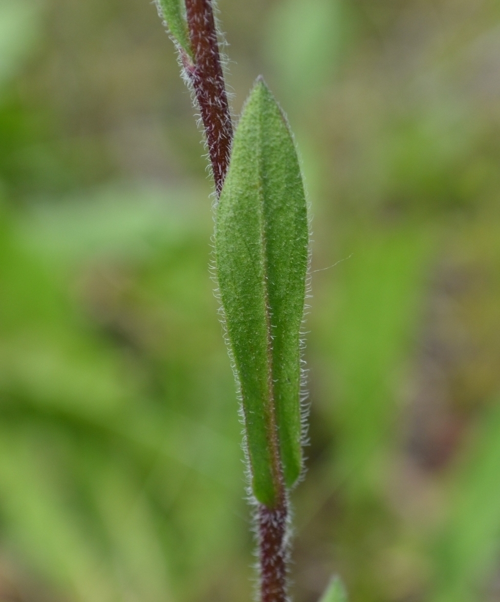 Image of Erigeron acris specimen.