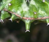 Euphorbia lactea. Край побега (var. cristata). Израиль, Шарон, г. Тель-Авив, ботанический сад университета. 04.09.2018.