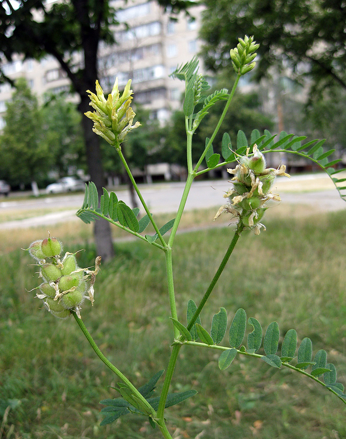 Image of Astragalus cicer specimen.