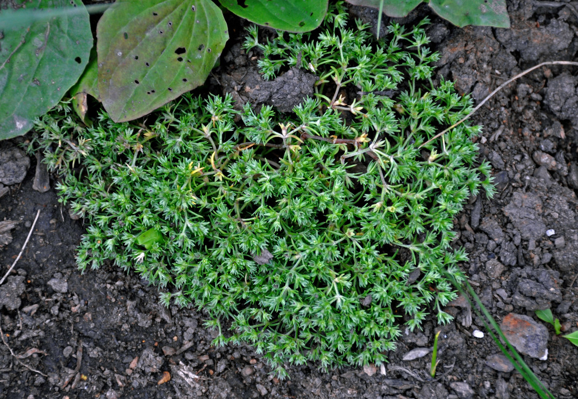 Image of Scleranthus annuus specimen.