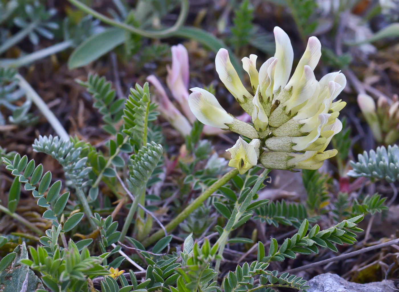 Изображение особи Astragalus resupinatus.