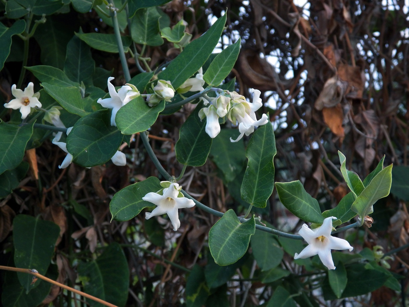 Изображение особи Araujia sericifera.