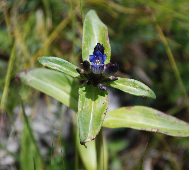 Image of Gentiana macrophylla specimen.