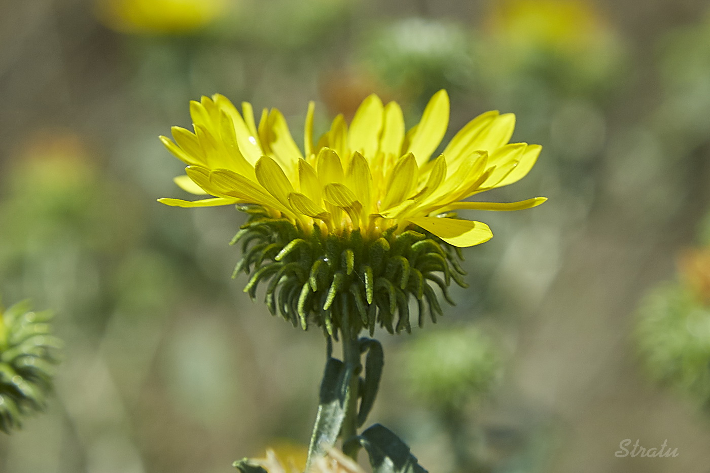 Image of Grindelia squarrosa specimen.