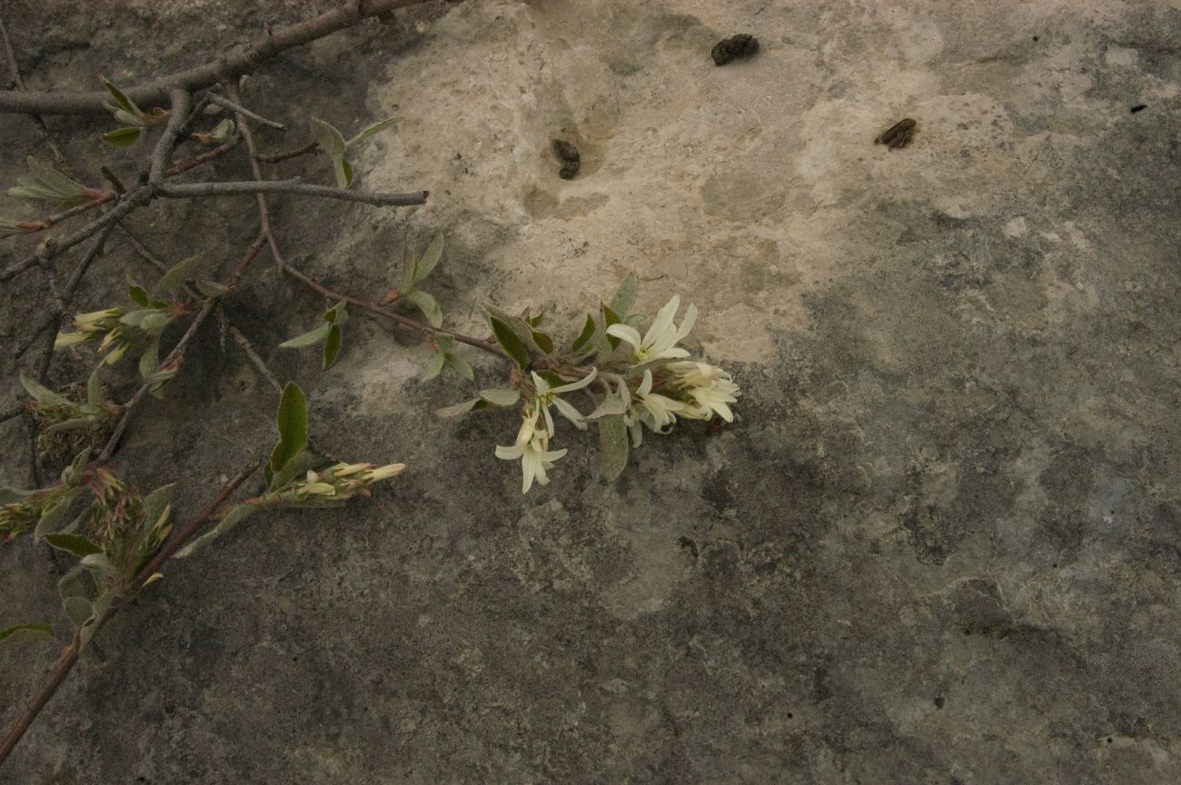 Image of Amelanchier ovalis specimen.