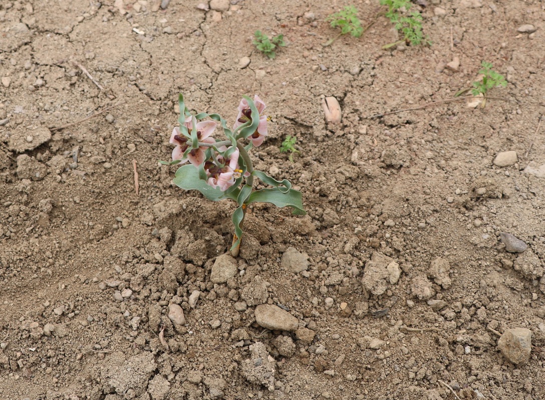 Изображение особи Rhinopetalum gibbosum.