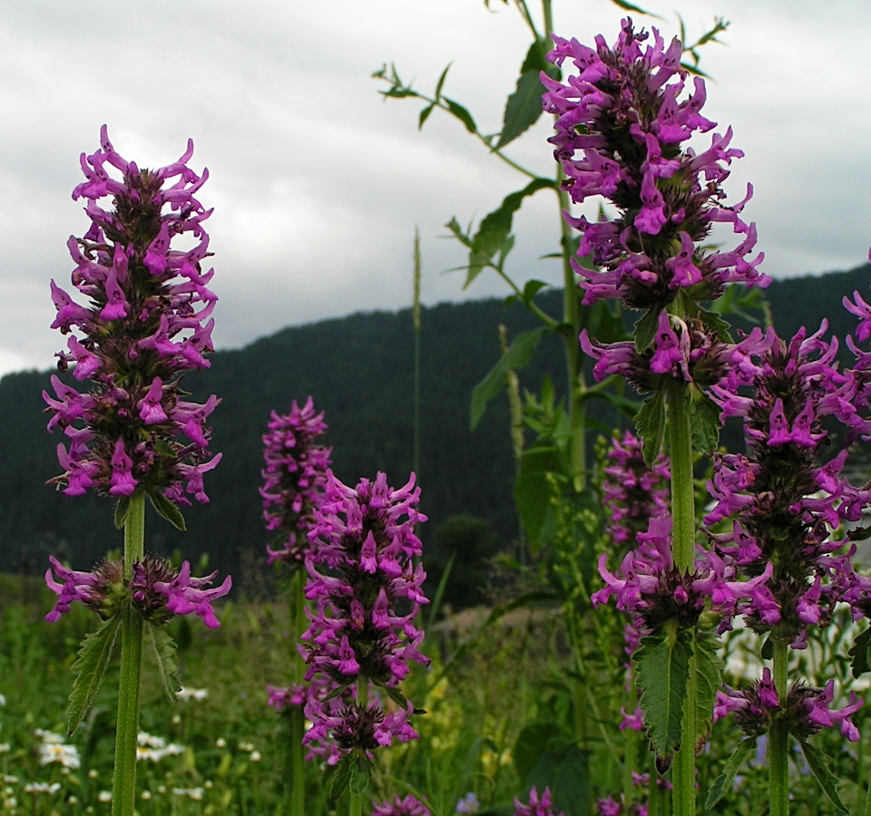 Изображение особи Betonica officinalis.