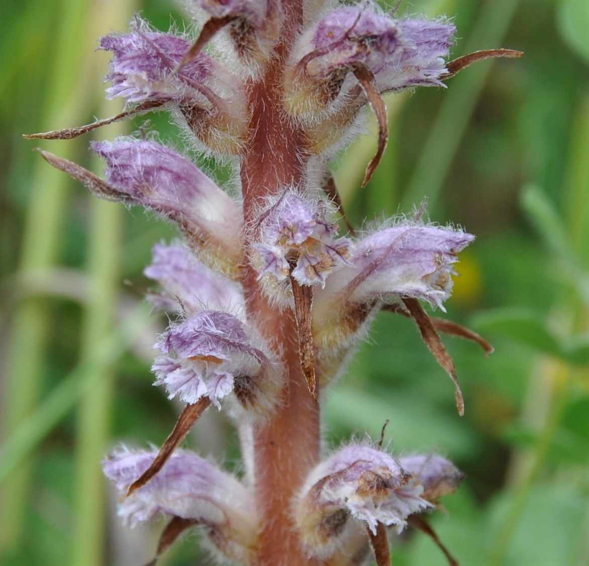 Image of Orobanche pubescens specimen.