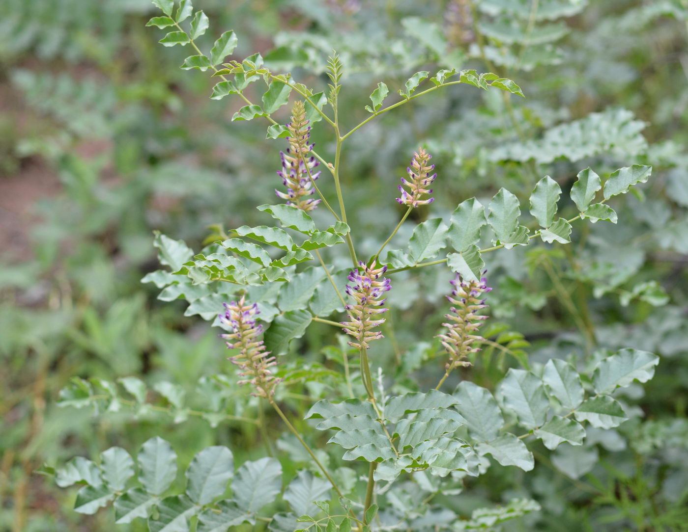 Изображение особи Glycyrrhiza soongorica.