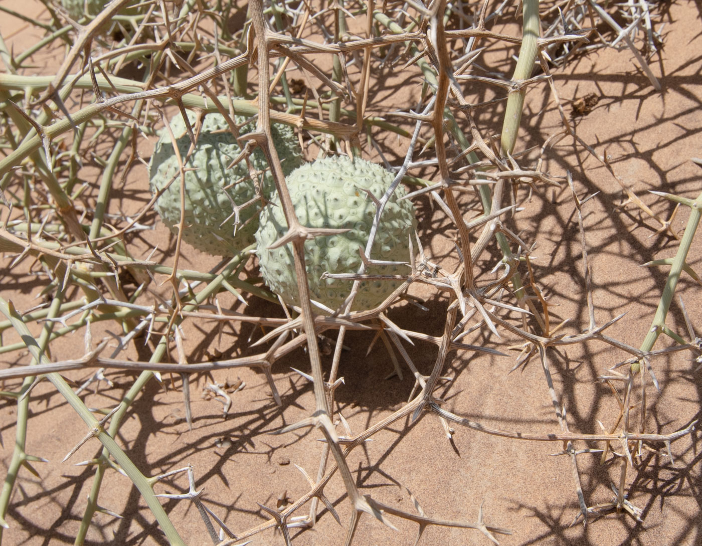 Изображение особи Acanthosicyos horridus.