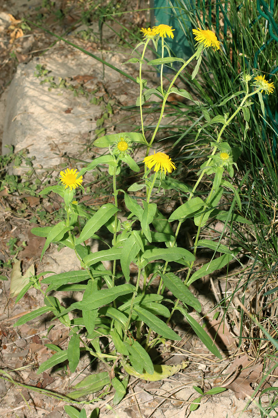 Image of Inula britannica specimen.