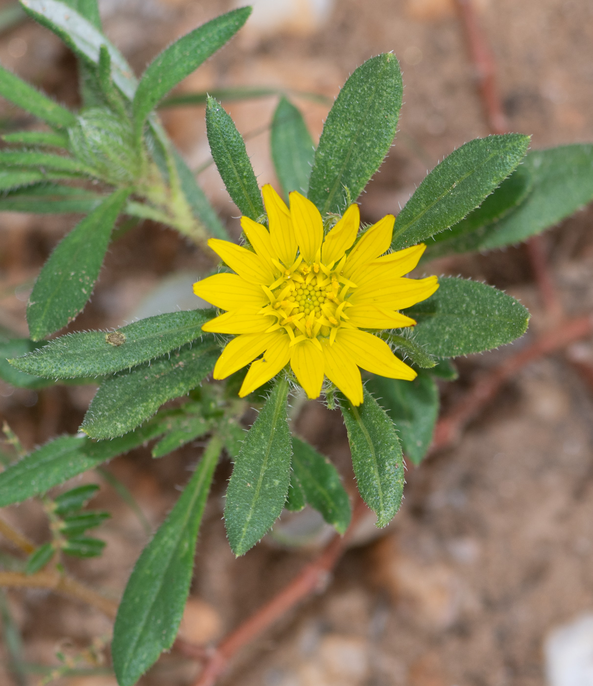 Image of Hirpicium gazanioides specimen.