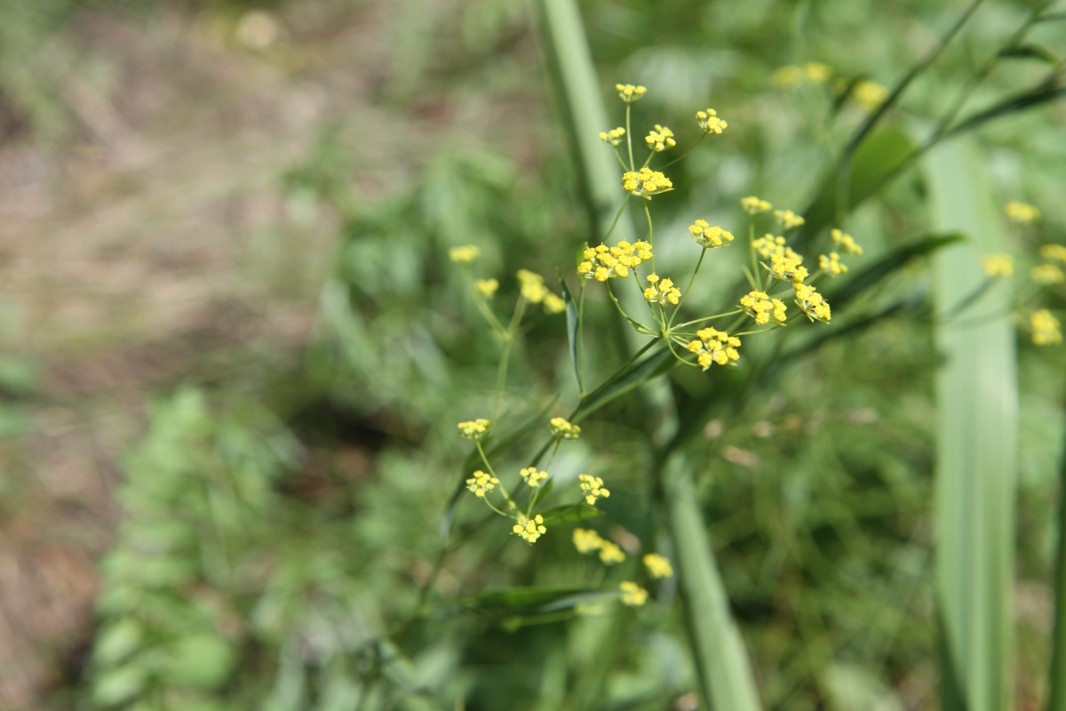 Image of genus Bupleurum specimen.