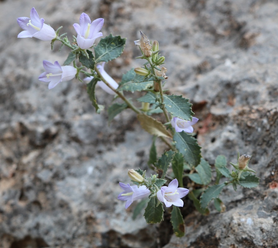 Изображение особи Campanula coriacea.