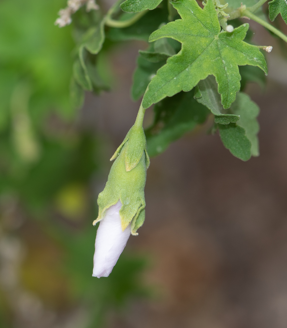 Image of Malva acerifolia specimen.