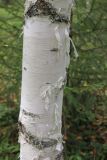 Betula pendula