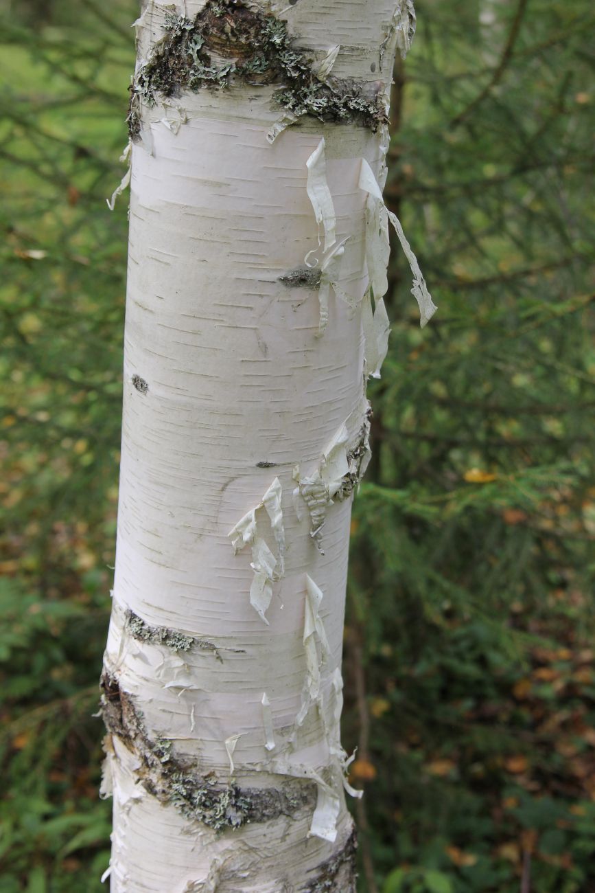 Image of Betula pendula specimen.