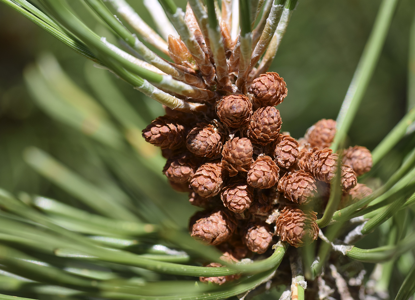 Image of Pinus uncinata specimen.