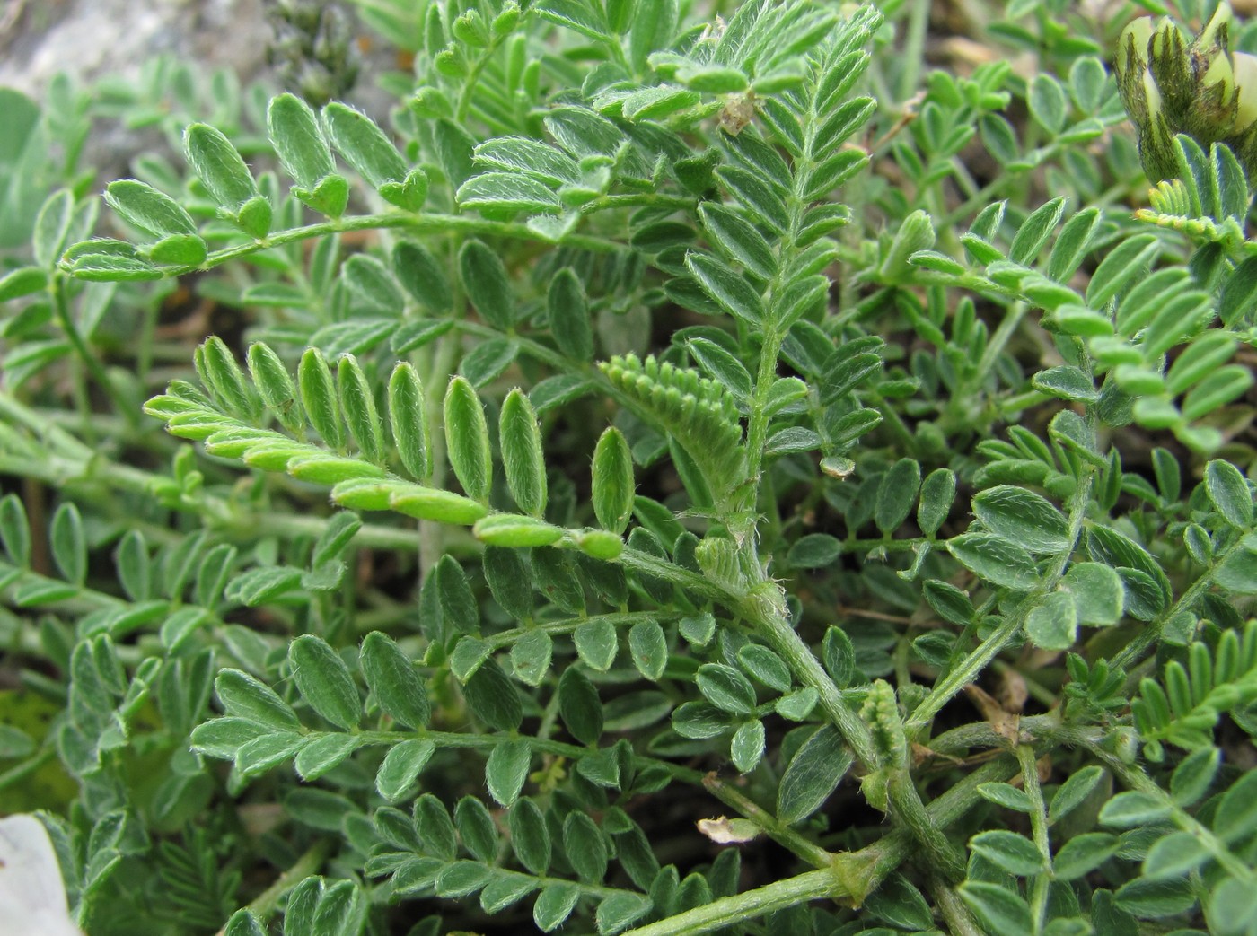 Image of Astragalus captiosus specimen.