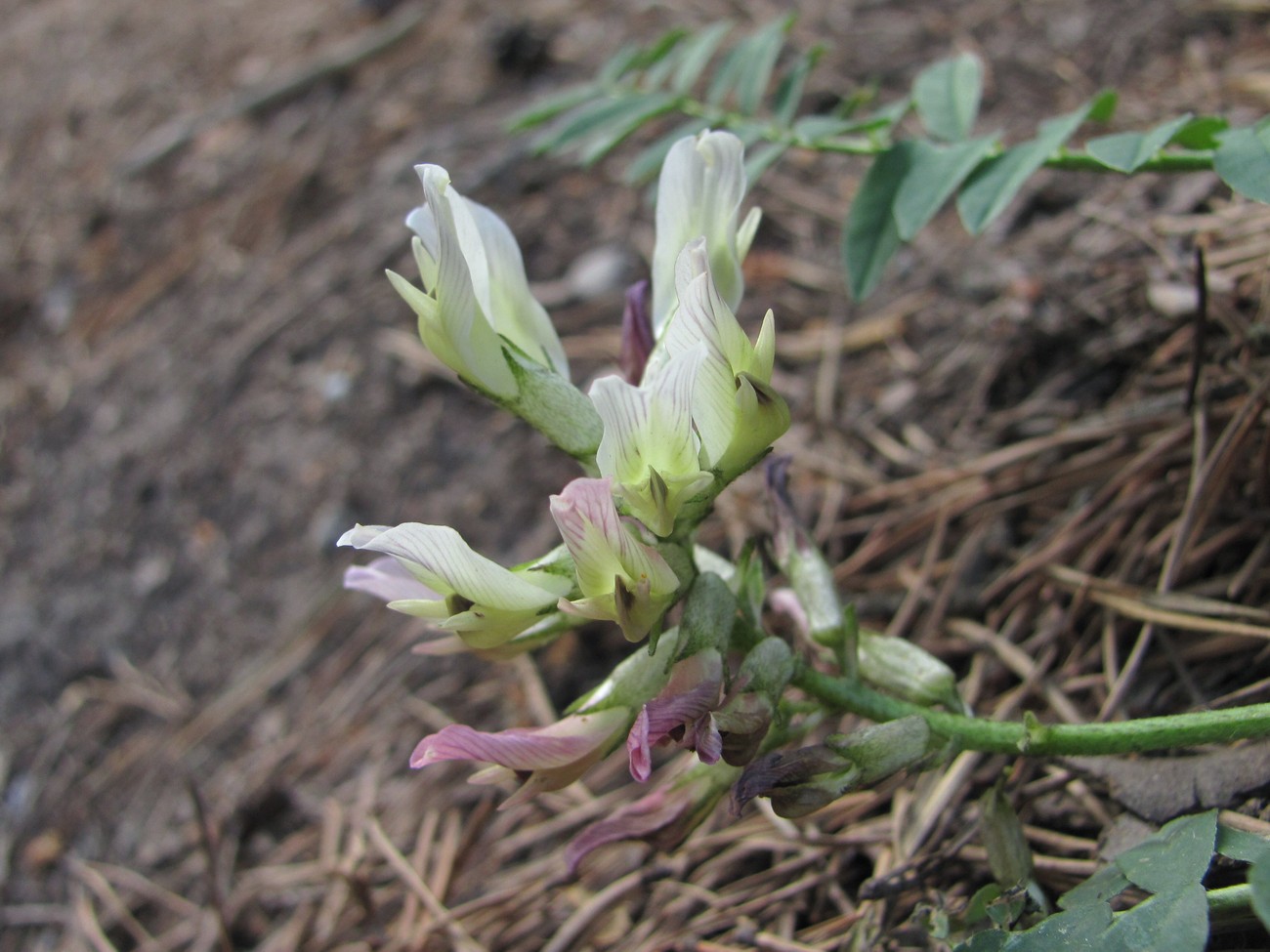 Image of Astragalus cicer specimen.