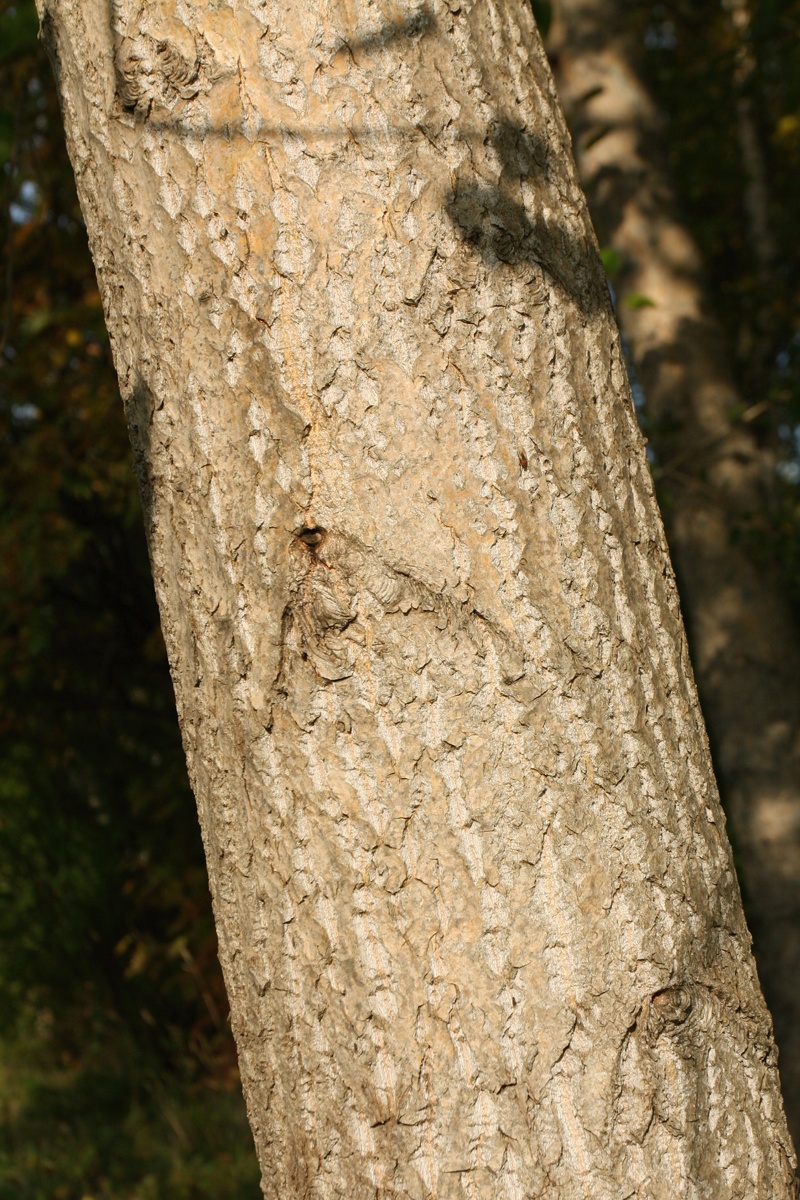 Image of genus Populus specimen.