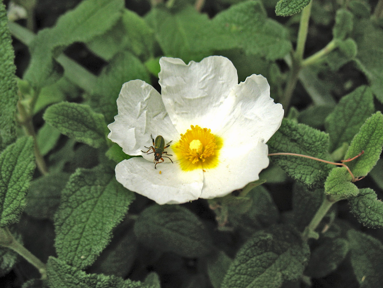 Изображение особи Cistus salviifolius.