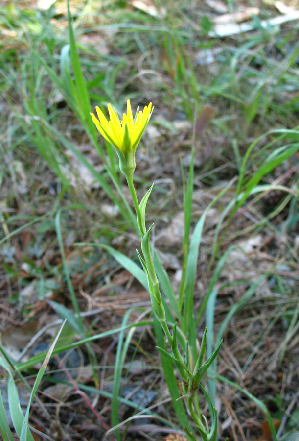 Изображение особи Tragopogon orientalis.