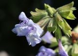 Salvia ringens. Цветки. Краснодарский край, м/о Новороссийск, окр. с. Сукко, окр. оз. Сукко, залесённый левый борт. 10.06.2019.