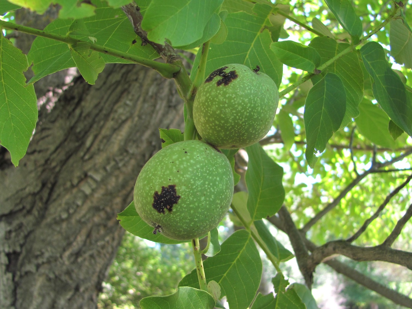 Изображение особи Juglans regia.